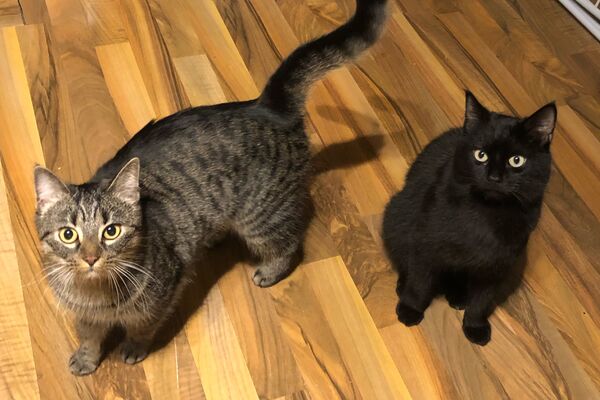 Eine getigerte und eine schwarze Katze sitzen auf einem Holzfußboden und schauen neugierig in die Kamera.