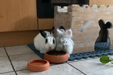 Zwei weiße Kaninchen sitzen drinnen vor zwei Terracotta-Futterschalen vor ihrem Holzhäuschen.