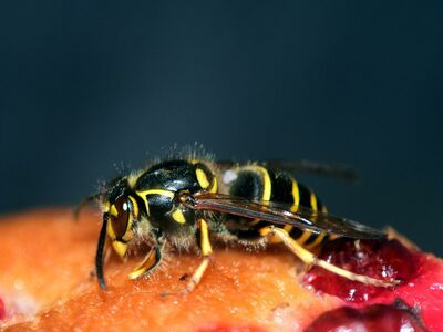 Großaufnahme einer Wespe, die auf einem Kuchen mit vereinzelten Früchten sitzt.