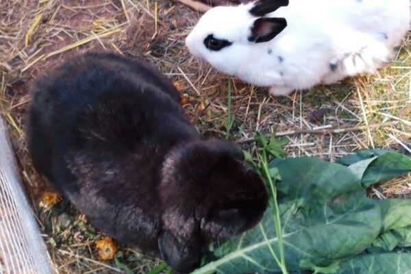 Ein schwarzes und ein weißes Kaninchen
