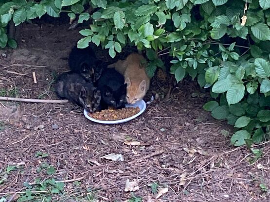 Drei schwarze und eine rote Katze sitzen geschützt unter einer Hecke und fressen Trockenfutter aus einer flachen Schale.