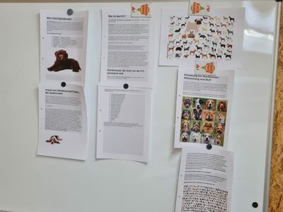 Auf einer weißen Magnettafel sind verschiedene A4-Seiten geheftet, mit Text und Fotos zu Hunden.