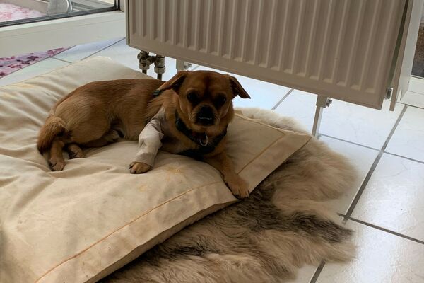 Ein kleiner Hund liegt mit verbundenem Beinchen auf einem Kissen vor einem Heizkörper.