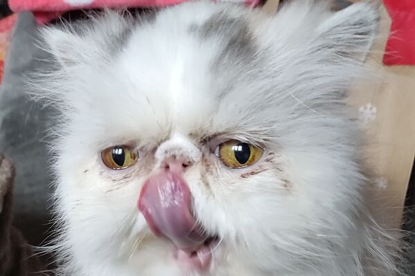 Eine weiße, kurzschnauzige Katze schleckt mit der Zunge