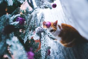 Glitzernde Weihnachtsbäume faszinieren die meisten  Katzen