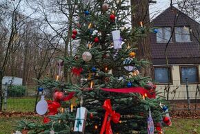 Der festlich geschmückte Weihnachsbaum steht am Tierheim-Eingang