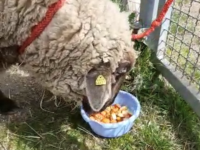 Einzelfütterung Schaf