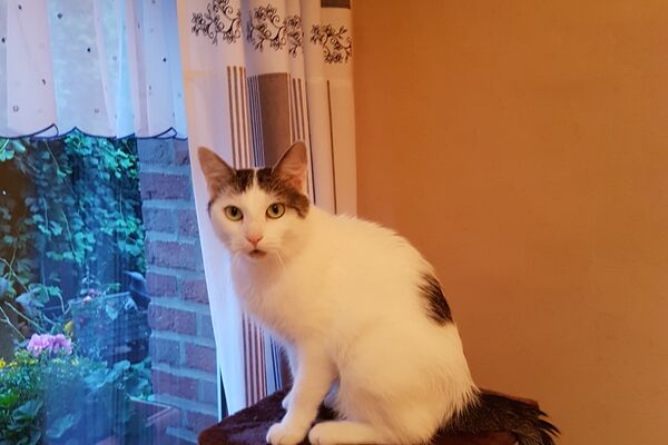 Katze Molly sitzt oben auf einem Kratzbaum vor einem Fenster und schaut in die Kamera.