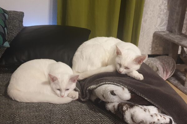Zwei weiße Katzen liegen zusammengerollt auf einer grauen Couch mit verschiedenen Kissen. Hinten ein Kratzbaum.