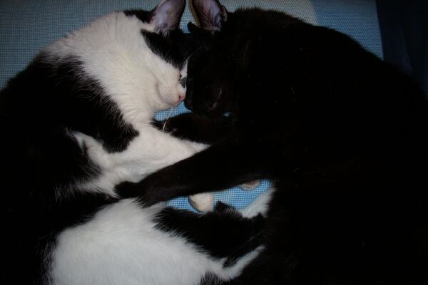 Eins schwarze und eine schwarz-weiße Katze liegen auf der Seite mit ihren Köpfchen einander zugewandt.