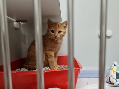 Rot-getigertes Kätzchen in Quarantänebox