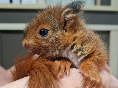 Ein Eichhörnchenkind wird in einer Hand gehalten.