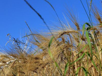 Getreidefeld mit Gräsern zwischen den Getreidehalmen vor strahlend blauem Himmel.