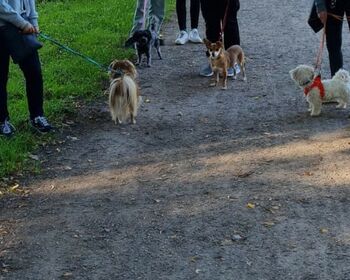 Vier kleine Hunde und ihre Begleitpersonen auf einem Waldweg.