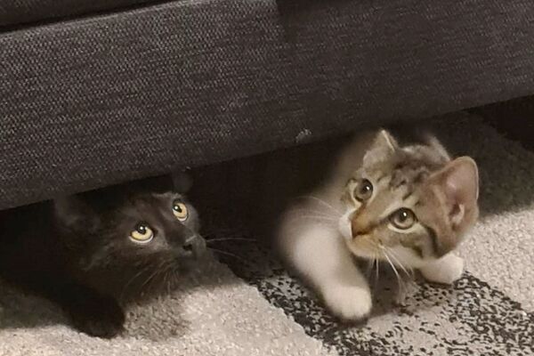 Zwei Jungkatzen liegen nebeneinander auf einem Teppich unter einem Bett, ihre Köpfchen schauen schüchtern heraus.