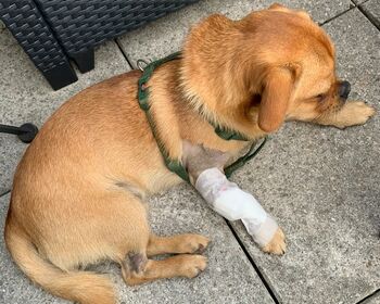 Ein kleiner brauner Hund, draußen auf Steinplatten liegend mit einem verbundenen Beinchen.