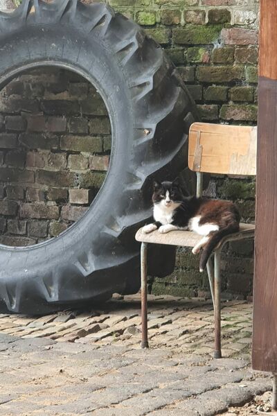 Ein Katze liegt draußen auf einem Stuhl neben einem Gebäude und einem Traktorreifen.