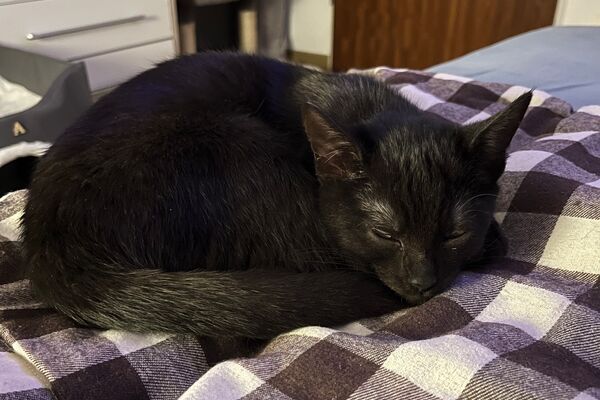 Eine schwarze Katze liegt schlafend auf einer braun-weißen Karodecke.