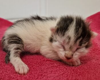 Eine Babykatze mit geschlossenen Augen auf einem pinkfarbenem Handtuch.