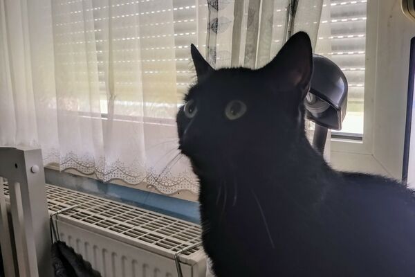 Eine schwarze Katze auf einem Tisch vor einem Fenster mit heruntergelassenen Rollladen und Gardine.