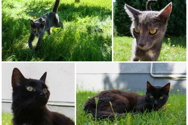 Collage aus vier Bildern, darauf jeweils eine schwarzen und eine graue Katze im Gras.