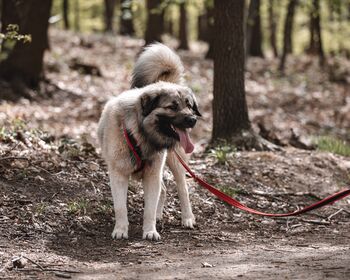 Ein großer grauer Hund wird beim Waldspaziergang an einer roten Leine geführt.