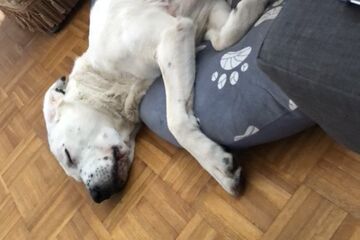Ein großer weißer Hund liegt schlafend auf einem blauen Kissen mit weißem Pfotenabdruck.
