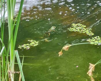 Ein grün-schwarzer Frosch im Wasser mit Schilf an der Seite und Schwimmpflanzen an der Wasseroberfläche.