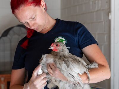 Eine junge Frau in Tierheim-Kleidung behandelt ein graues Huhn mit Spray.