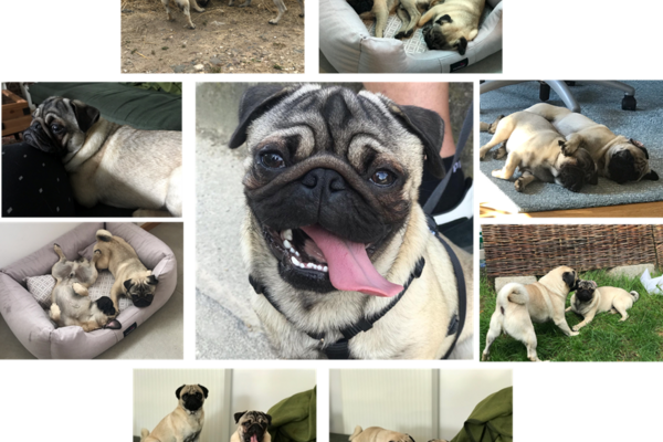 Collage aus mehreren Fotos mit zwei Mopshunden und Großaufnahme eines Hundegesichts in der Mitte.