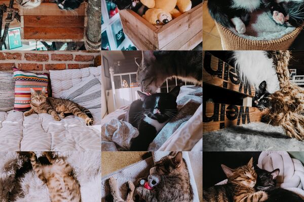 Collage aus neun Fotos von einer getigerten und einer schwarzen Katzen in verschiedenen Situationen, z.B. aneinandergekuschelt und schlafend.