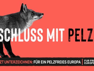 Ein Plakat mit Fuchs vor rosa Hintergrund und Text zur Kampagne.