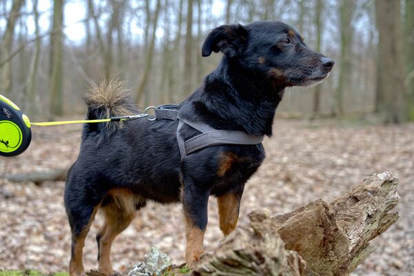 Ein schwarz-brauner Hund an einer gelben Laufleine steht im Wald mit den Vorderpfoten auf einem Stück Baumstamm.