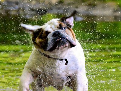 Ein stämmig gebauter Hund läuft durch das Wasser und schüttelt sich. Wassertropfen fliegen um ihn herum.