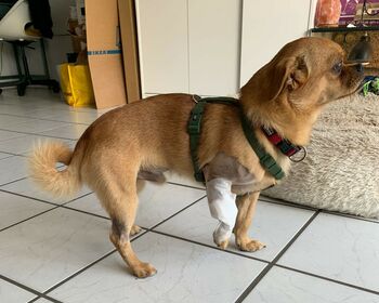 Seitenansicht eines kleinen Hundes, mit kahlrasiertem Beinchen und Gelenk und Verband.