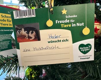 Eine Wunschkarte mit dem Foto einer Katze und deren Weihnachtswunsch.