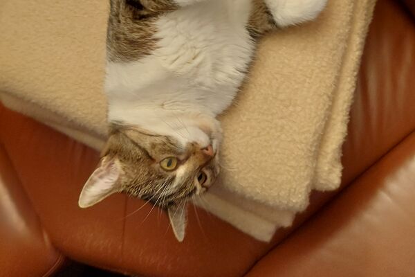 Eine trikolor Katze liegt auf dem Rücken auf einer beigen, zusammengefalteten Decke.