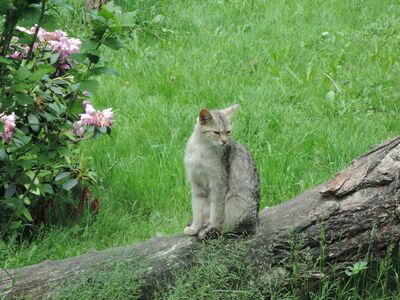 Eine graue Wildkatze sitzt auf einem umgefallenen Baumstamm, darunter Gras und dahinter ein rosa blühender Strauch.