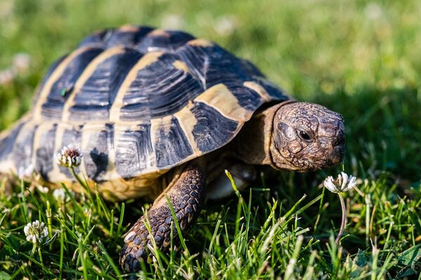 Schildkröte im Gras
