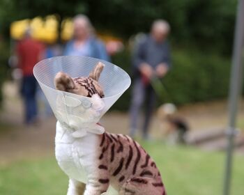 Tierschutz verein(t) Verschmelzungsfest