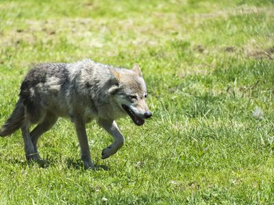 Ein Wolf läuft über eine Wiese