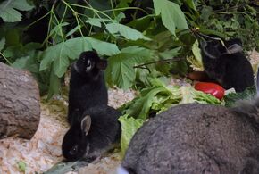Kleine Kaninchen suchen ein Zuhause