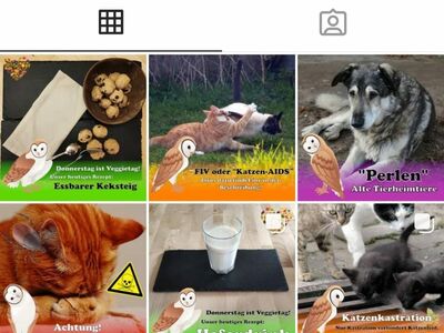 Screenshot des Instagram Accounts des Jungen Tierschutzvereins