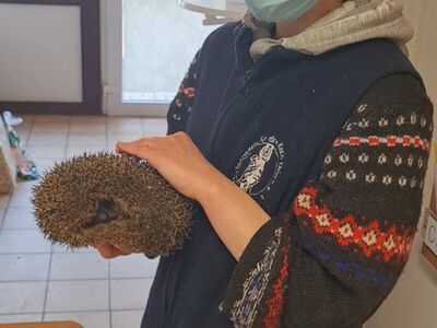 Tierpflegerin Teresa steht im Tierheim-Büro mit einem hilfsbedürftigen Igel in der Hand.