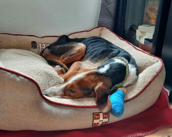 Hund Thor liegt in seinem Körbchen und schläft, im Vordergrund die blau verbundene Pfote.