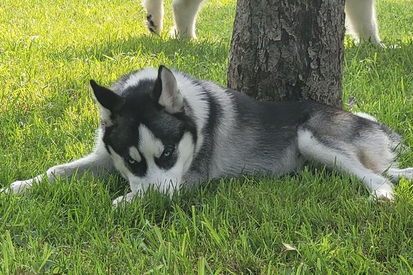 Der schwarz-weiße Rüde Nakoa liegt im Gras vor einem Baumstamm.