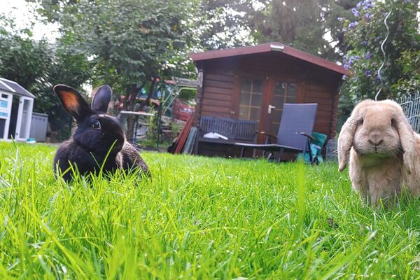 Ein schwarzes und ein hellbraunes Kaninchen hocken im Gras, im Hintergrund ein Gartenhäuschen.