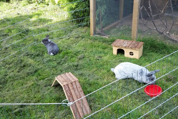 Zwei graue Kaninchen sitzen in einem umzäunten Freigehege mit Spielgeräten.