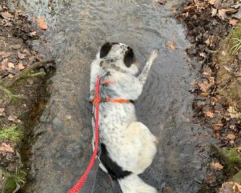 Rückansicht eines schwarz-weißen Hundes. Das Tier liegt auf dem Bauch in einem kleinen Waldbach und genießt das Spielen im Wasser.
