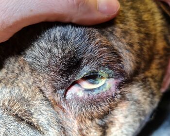 Eine Hand zeigt an Amys Hundekopf das operierte Augenlid.
